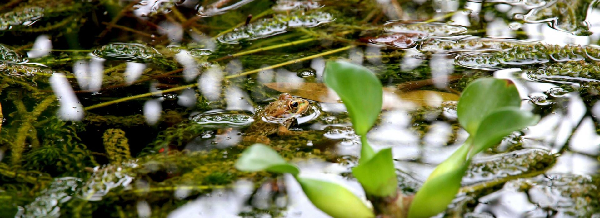 pexels-francesco-ungaro-96131-2